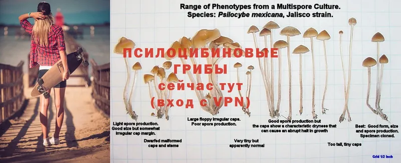 Галлюциногенные грибы Cubensis  кракен как войти  Ужур 